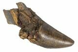 Bargain, Tyrannosaur Tooth - Judith River Formation, Montana #91749-1